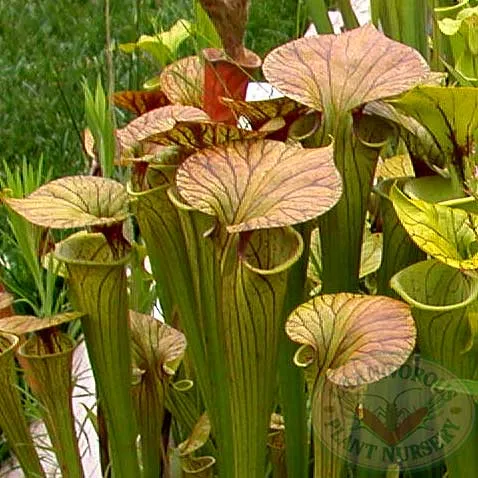 Sarracenia flava cuprea Seeds