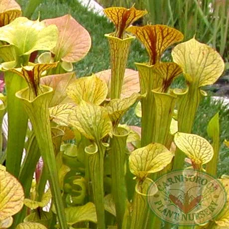 Sarracenia flava