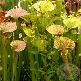 Sarracenia flava