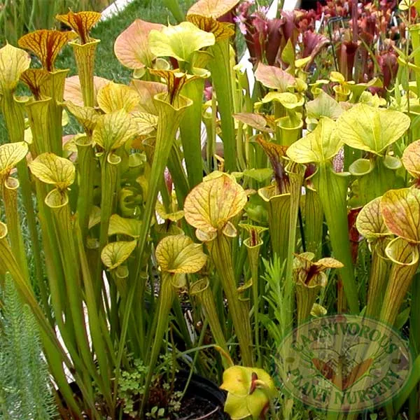 Sarracenia flava